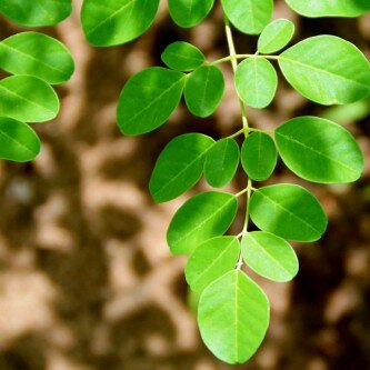 tierra-moringa-leaf-closeup